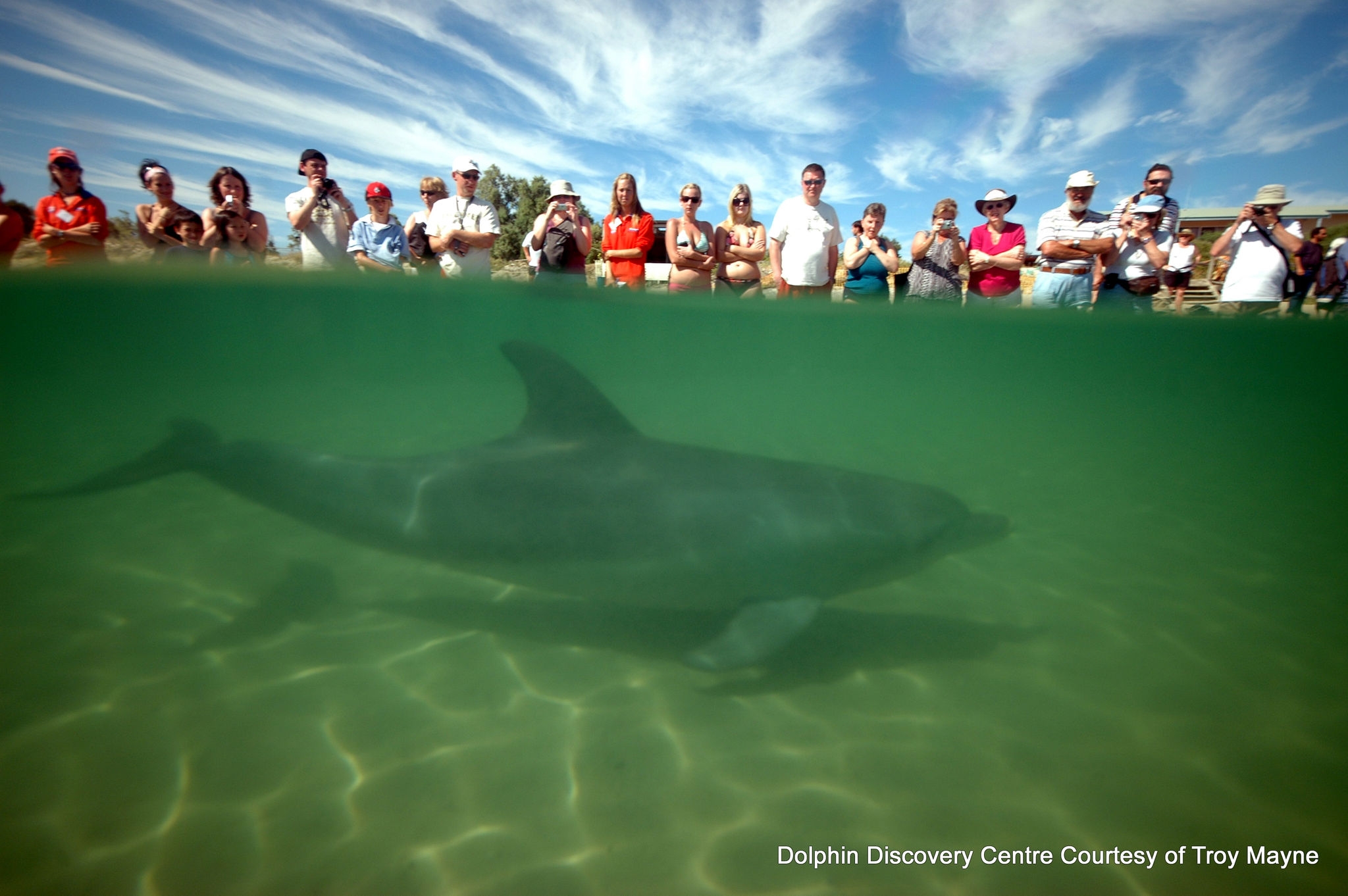 Visitors of all abilities can enjoy interacting with the star attraction at the Dolphin Discovery Centre.